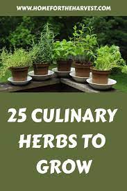 25 culinary herbs elevate your