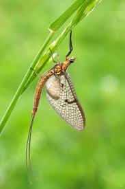 Entomologists have classified flying insects into 25 groups. Mayfly Insect Britannica