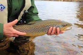 This page is for anyone who enjoys fly fishing rivers in scotland and all the beauty you see in and around our rivers. Teaching Introducing Newcomers Into The Sport Of Fly Fishing Fly Fish 50