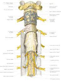 Medulla spinalis) znajduje się w kanale kręgowym utworzonym przez nałożone na siebie kręgi kręgosłupa. Https Www Umb Edu Pl Photo Pliki Wl Jednostki Zaklad Anatomi Prawidlowej Czlowieka Wyklady Fizjoterapia Wyklad Vii Oun Pdf