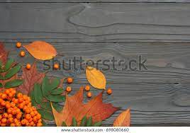 Autumn Background Colored Leaves Rowan On Stock Photo 698080642 gambar png