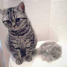 Cat Shedding What You Should Know