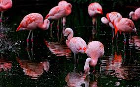 Flamingo wallpaper, Flamingo, Desktop ...