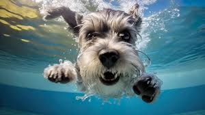 schnauzer dog underwater wallpaper by