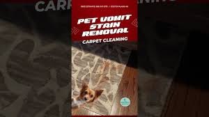 how to remove pet vomit stains scotch