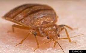 how to protect yourself from bed bugs