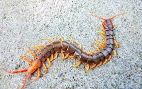 Are Centipedes Poisonous To Humans