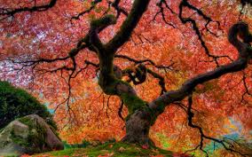 Autumn Japanese Maple Tree