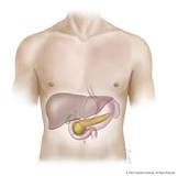 Which side of the human body is the pancreas located?