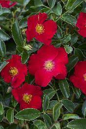 flower carpet red rose rosa x noare