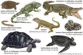 Ciri dan Klasifikasi Hewan Reptil - Materi Biologi Kelas 10
