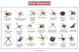 orb weaver spider or araneidae facts