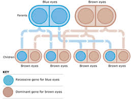 Eye Color Genetics Chart Familyeducation