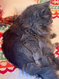 The nebelung is a domestic breed of cat. How Much Does Your Nebelung Weigh Ollie Male Is 15lbs Not Sure What S Considered Healthy Nebelung