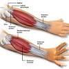 The biceps muscle helps bend the elbow joint, but it also has other functions. 1