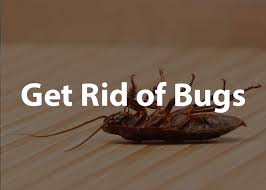 how to get rid of bugs the buginator