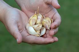 The Complete Guide To Growing Garlic