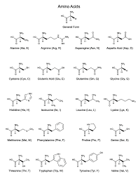 Printable 20 Amino Acids Study Sheet