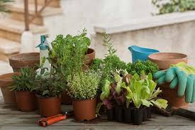 How To Start An Herb Garden Sweet