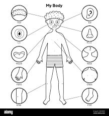 dibujos de partes cuerpo humano niños