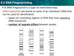 9 1 Manipulating Dna Set Up Cornell Notes On Pg 17 Topic