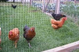 Then with a broom i'd gently shoo them off the patio, and then carry them directly into the coop and give them treats. How To Keep Chickens Out Of The Garden Updated With Successful Method Backyard Chickens Learn How To Raise Chickens