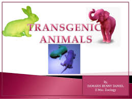Trans = genic = organism = transgenic organisms are: Transgenic Animals