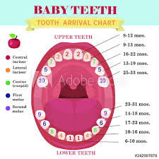 Tooth Arrival Chart Infographic Temporary Teeth Names