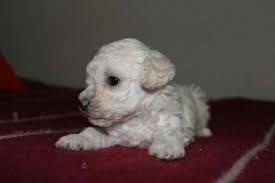 hermosos cachorros french poodle mini