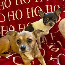 chihuahua puppies and dogs in