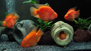 That said, these deformities don't take away from their beauty. Blood Red Parrot Cichlid Care Size Lifespan Tank Mates Breeding