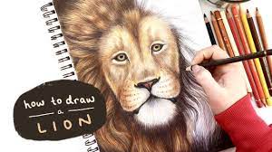 how to draw a realistic lion with
