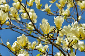 Flowering trees are the #1 seller for all the trees we have inventory in. Magnolia Yellow Bird