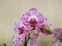 Почему погибают орхидеи #плесень_на_орхидее #орхидеи #orchids как выращивать орхидеи_башмачки #пафиопедилум#фрагмипедиум#. Orhideya Falenopsis Pyatnistaya Spotti Cena 260 Grn Kupit V Melitopole Prom Ua Id 604263603