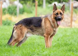 top 10 dogs breeds in india javatpoint