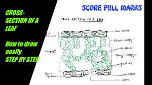 • cross section of a leaf. How To Draw Easy Cross Section Of Leaf Life Processes Part 1 For Class X Cbse Step By Step Youtube