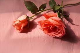 hd wallpaper natural roses love
