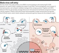 Ebola 2 is created in the spirit of the great classics of survival horrors. Inhibiting Ebola Virus And Sars Cov 2 Entry Science