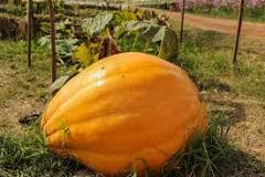 Does milk make pumpkins grow bigger?