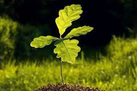 Can i water to save it? Plant And Care For Your Oak Tree Sapling Mr Tree Inc