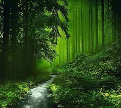 hd forest wallpapers peakpx