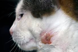 As the fungus populates in the hair shafts, the shafts break off at skin level and leave bald spots. Bald Spots On Cats Cat World