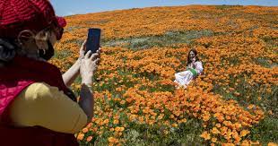 If you're thinking about going to see the poppy bloom, don't - Los Angeles  Times