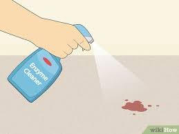 how to remove blood stains from carpet