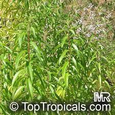 Dreamstime is the world`s largest stock photography community. Tropical Plant Catalog Toptropicals Com