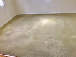 tree frog carpet upholstery cleaning
