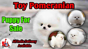 toy pomeranian dog puppy you