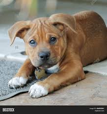 This mixed breed lifespan is around 10 to 13 years. Adorable Puppy Boxer Image Photo Free Trial Bigstock