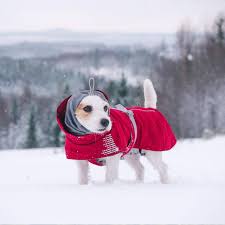 Load more items (16 more in this list). Does My Dog Need A Winter Coat