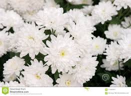 自然背景的白色菊花花库存图片. 图片包括有墙纸, 开花, 开花的, 绽放, 工厂, 植物群, 本质- 113407917